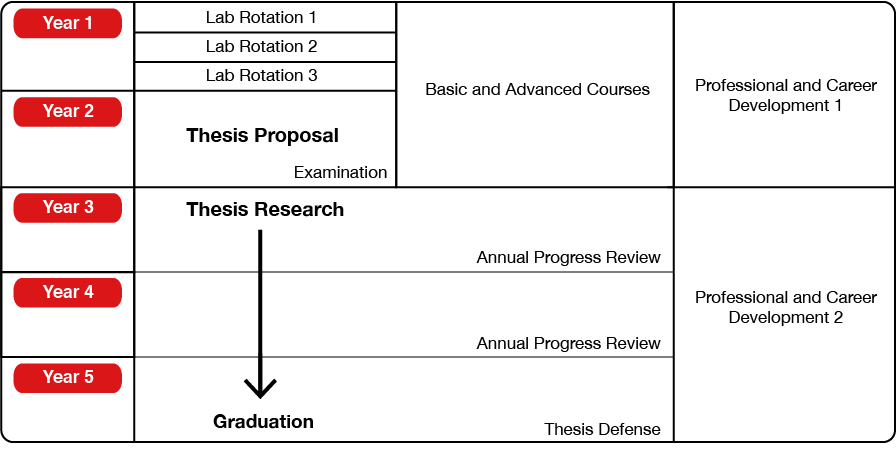 Structure thesis phd